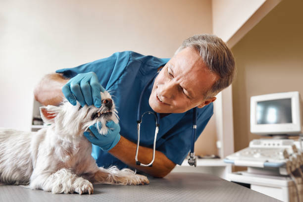 Best Pediatric Emergency Dentist in Duluth, WA